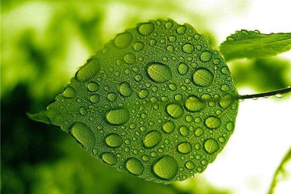 植物保护措施：快要死了的植物如何抢救