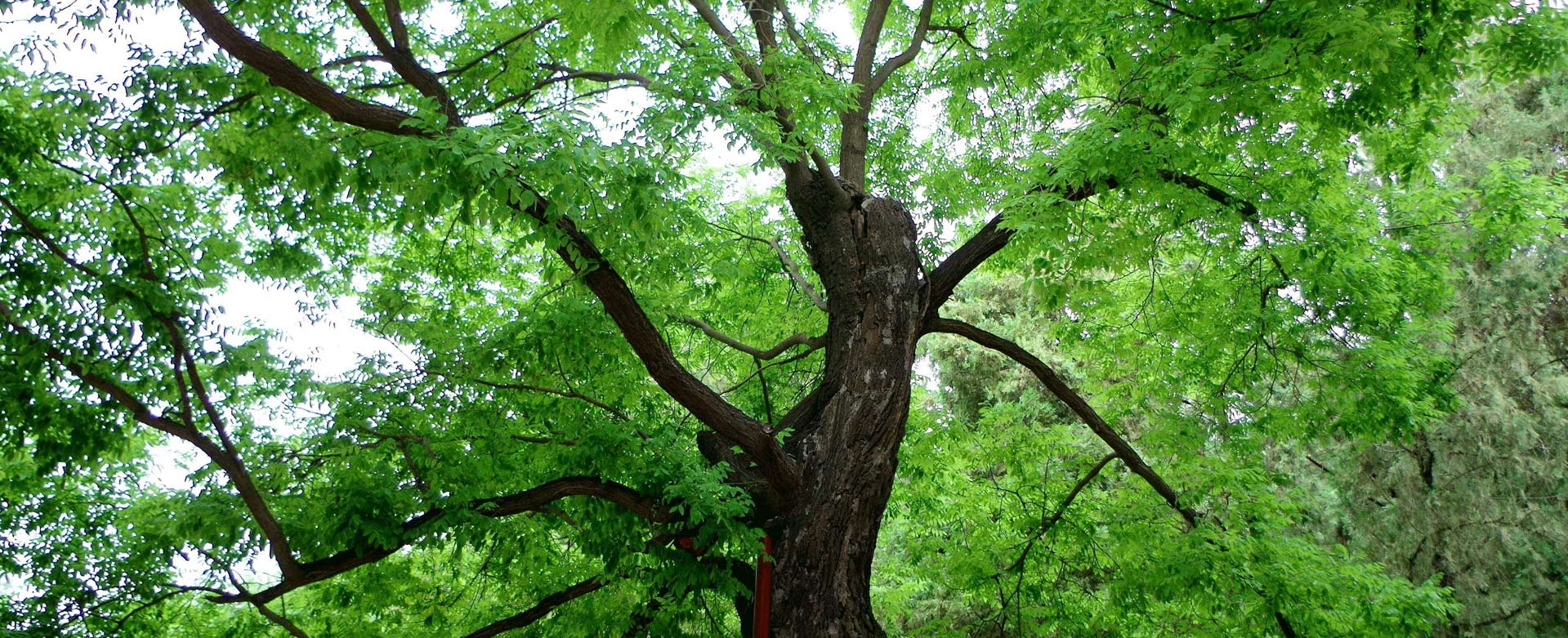 名木古树保护,抢救复壮,迁移,古树资源普查